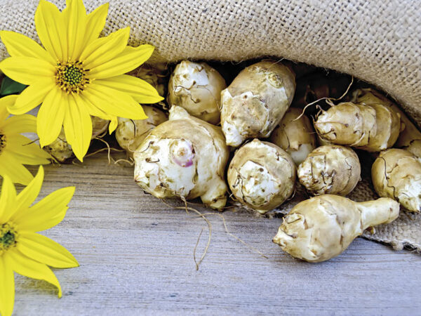 Benefits and uses of topinambur (Jerusalem artichoke)