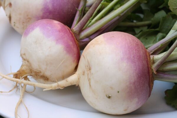 Characteristics and curious facts about turnips