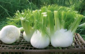 Fennel