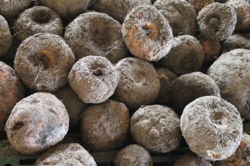 Konjac (Glucomannan)