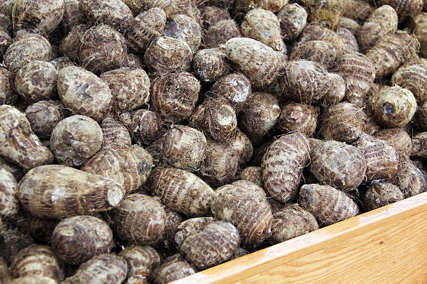 Malanga