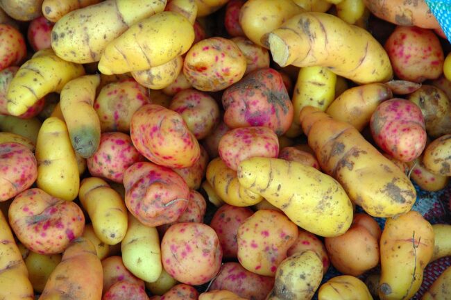 Nutritional properties of olluco