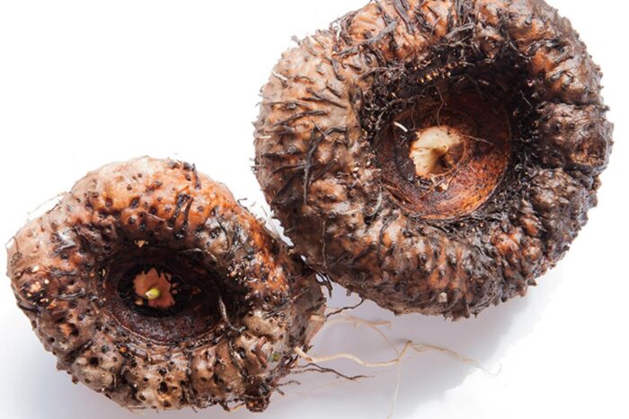 Properties and benefits of glucomannan in konjac