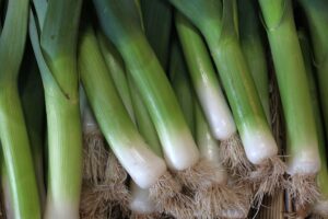 Spring onion