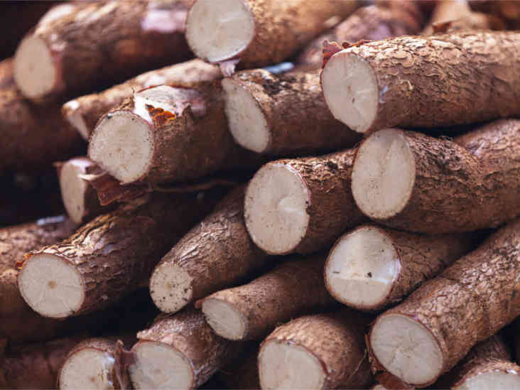 What is cassava