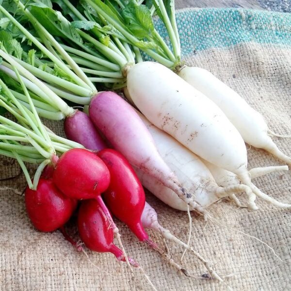 What is iodized radish used for