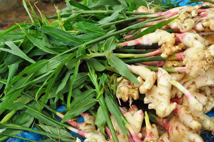 grow ginger in my garden