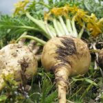 the Andean red maca for benefits